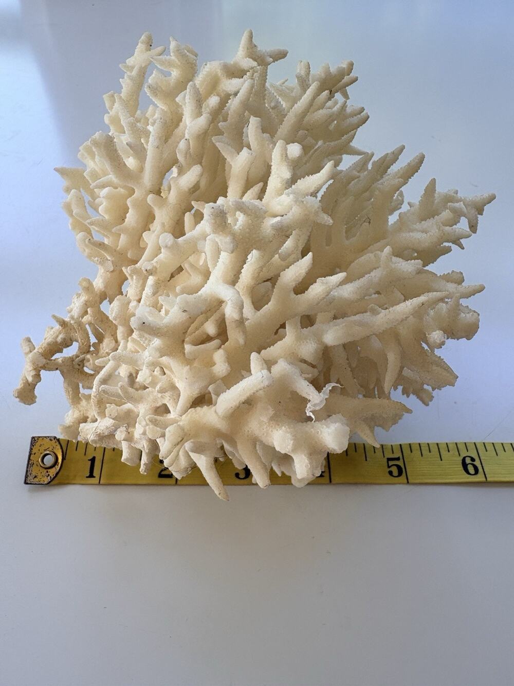 Natural Lace Coral Specimen 5–6" – Coral Reef Display Coastal Decor Collector